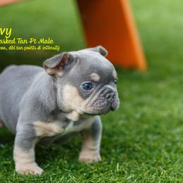 French Bulldog Puppies from Boujee Butt Frenchies