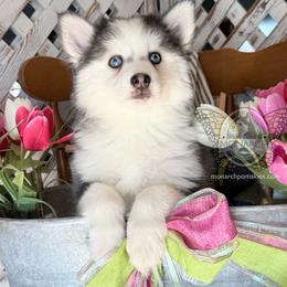 Monarch Lilac - Black and white female Pomsky puppy in Greeley, Colorado from Monarch Pomskies | Northern Colorado