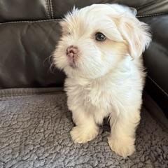 Ray - White male Shorkie puppy in Pueblo West, Colorado from Little Paws Poodles