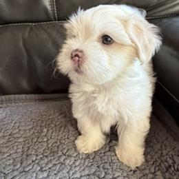 Ray - White male Shorkie puppy in Pueblo West, Colorado from Little Paws Poodles