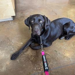Labrador Retriever puppies from Cane Creek Labradors