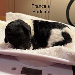 Frances - Parti female Poodle puppy in Washington, Pennsylvania from Patriotic Poodles