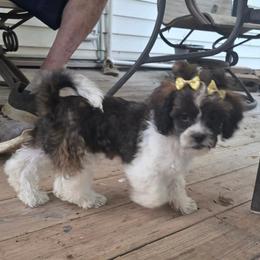 Trixie - Black and white female Shihpoo puppy in Eldon, Missouri from B&B Designer Shihpoo’s