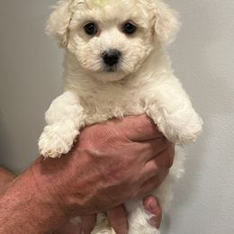 Green - White female Bichon Frise puppy in Wilmington, North Carolina from Cape Fear Bichons