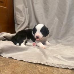 Blossom - Black and white female Border Collie puppy in Lebanon, Oregon from Cahill’s Canines