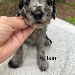 Rain - Merle female Goldendoodle puppy in New Ringgold, Pennsylvania from Hawk Mountain Doodles