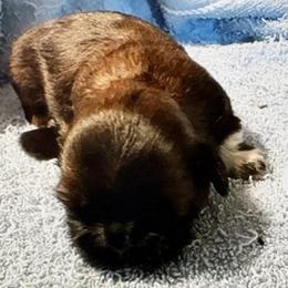 Peri - Red and white female Shih Tzu puppy in Modoc, Kansas from Karla Sauer