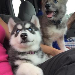 Siberian Husky Puppies from Arctic Circle Kennels