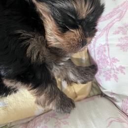 Girl puppy - Blue and gold female Yorkshire Terrier puppy in Palm Bay, Florida from Bricriu Kennels, Reg.