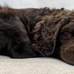 Boykin Spaniels from Baggett’s NWFL Gun Dogs