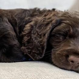 Boykin Spaniels from Baggett’s NWFL Gun Dogs