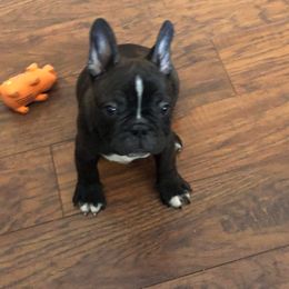 Boston Terrier, Bulldog, and French Bulldog Puppies from Tracy’s TLC Club