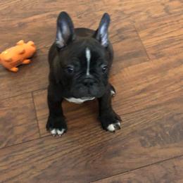 Boston Terrier, Bulldog, and French Bulldog Puppies from Tracy’s TLC Club