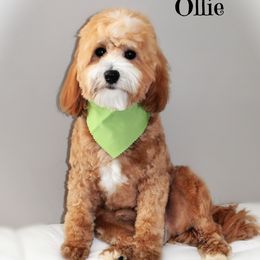 Ollie - Goldendoodle