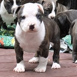Seasmoke - Brown brindle male American Pit Bull Terrier puppy in Aurora, Colorado from BlueRose Kennel