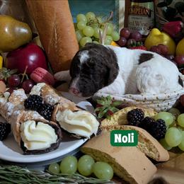 Noli - Brown and white female Sheepadoodle puppy in Berwick, Pennsylvania from Wright’s Wiggle Butts