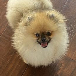 Pomeranian Puppies from Montefino Pomeranians