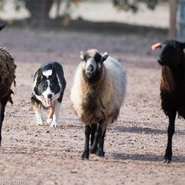Ace - Border Collie