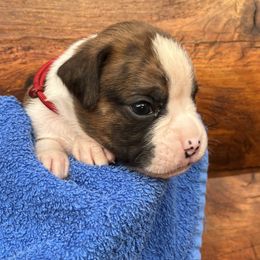 Boxer Puppies from Upstream Kennels