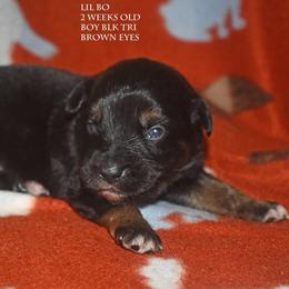Lil Bo - Black tri male Miniature Australian Shepherd puppy in Patterson, North Carolina from DreamLine Aussies