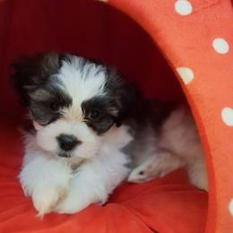Styx - Brindle and white male Mal-Shi puppy in Apollo Beach, Florida from Gemstone Exclusive Pups of Florida