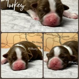 (6) Turkey - Red tri female Miniature Australian Shepherd puppy in Huntington, Texas from JKKJ Farms