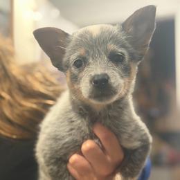 Kanga - Blue speckled female Australian Cattle Dog puppy in Rosharon, Texas from 4Surge Cattle Dogs