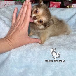 Drummer 3,000 - Chocolate sabled fawn male Chihuahua puppy in Naples, Florida from Naples Tiny Dogs