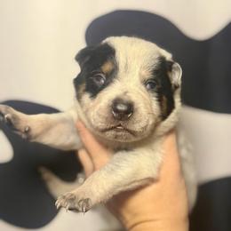 Timothy - Blue speckled male Australian Cattle Dog puppy in Rosharon, Texas from 4Surge Cattle Dogs