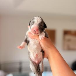 Mint Green - Merle male Bernedoodle puppy in Cold Spring, Minnesota from A.N.A. Doodles