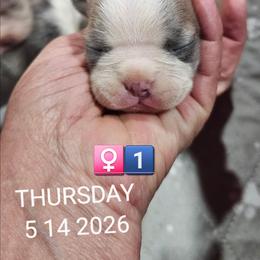 Girl 1. (1st born) - Blue female Boston Terrier puppy in Versailles, Indiana from Benhams Bostons