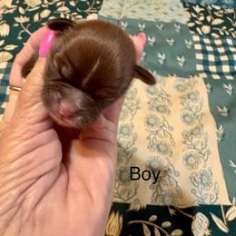 Boy 2 - Chocolate male Shih Tzu puppy in Temple, Pennsylvania from Kathy Diego's Shih Tzus