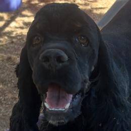 Ace - Cocker Spaniel