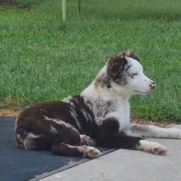Australian Shepherd All Grown Up from TX Wild Heart Aussies