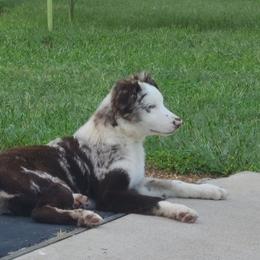 Australian Shepherd All Grown Up from TX Wild Heart Aussies