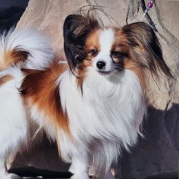 Twitter - Papillon