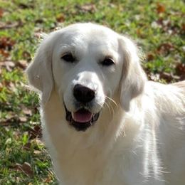 Tilly - Golden Retriever