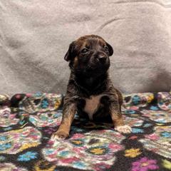 Bumble - Bronze Xoloitzcuintli puppy in Arkansas from Silver Lining Kennel