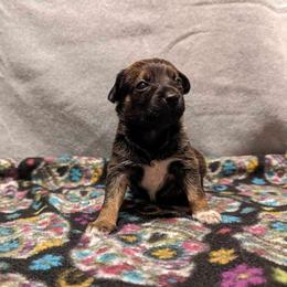 Bumble - Bronze Xoloitzcuintli puppy in Arkansas from Silver Lining Kennel