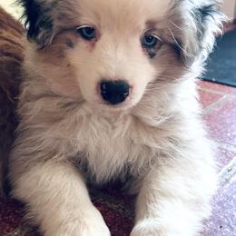 Chess - Blue merle male Miniature American Shepherd puppy in Greenboro, North Carolina from Rustlingrass Miniature American Shepherds