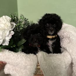 Poodle All Grown Up from Parti-Pawz