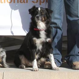 Tess - Australian Shepherd