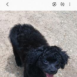 Eli - Black male Havapoo puppy in Blanch, North Carolina from Faithful Hearts Kennel