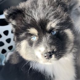 Pomsky Puppies from PomskyParadise