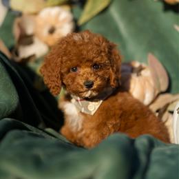 Fable - Red male Cavapoo puppy in Bellingham, Washington from My Sweet Poodles and Doodles