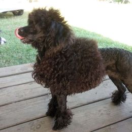 Stella Luna - Poodle