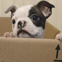 Rumi - Seal and white female Boston Terrier puppy in South Of Boston, Massachusetts from Boston Collections