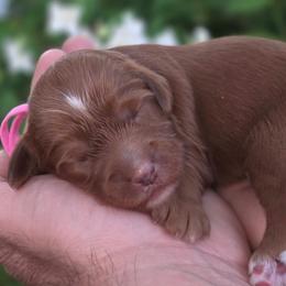 (Pink Collar) Chrysanthemum - Red  female Goldendoodle puppy in Granite Falls Nc, North Carolina from Carolina Goldendoodles