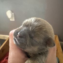 Girl 1 - Silver female Shih Tzu puppy in Hustontown, Pennsylvania from Everts Ranch ShihTzu’s