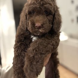 Orange collar male - Chocolate male Goldendoodle puppy in Christiana, Tennessee from Rechlicz Family Doodles